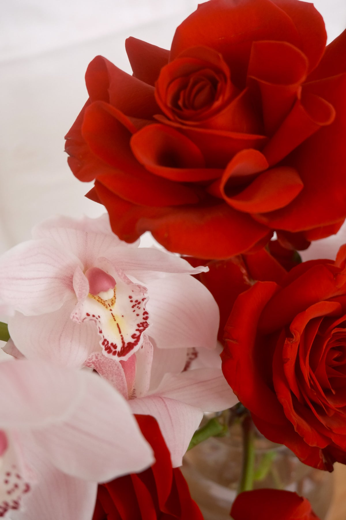 Petit Vera | Red Rose & Pink Orchid Arrangement